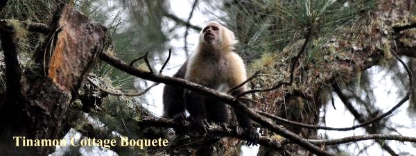 Capuchin monkey the leader of the group, Tinamou Cottage Boquete.
