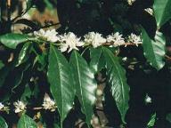 Koffie bloemen at the Kotowa plantage, Boquete, Panama
