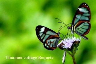Glas_butterfly_ Tinamou Cottage