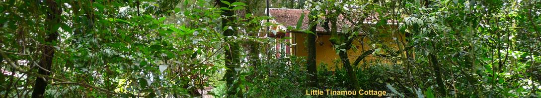 Little tinamou Cottage Boquete, Panama