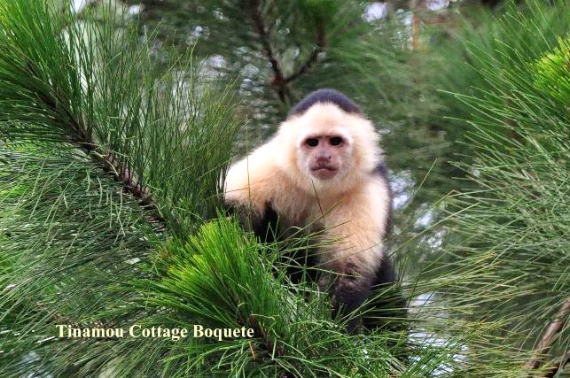 Young Capuchin looking at us in Great Tinamou cottage 