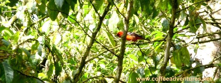 Flame colored Tanager Boquete Panama