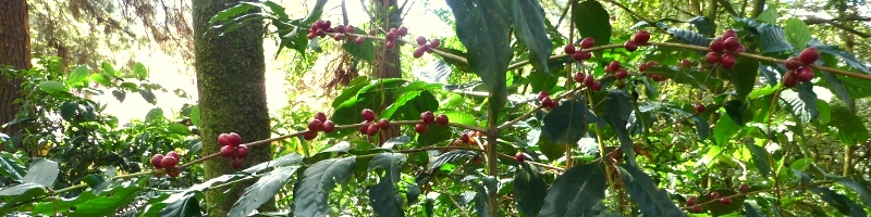 Coffee tree