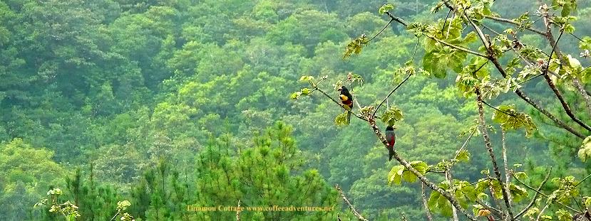 fiery billed Aracari 