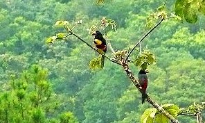 Fiery Billed Aracari in front of the Main house