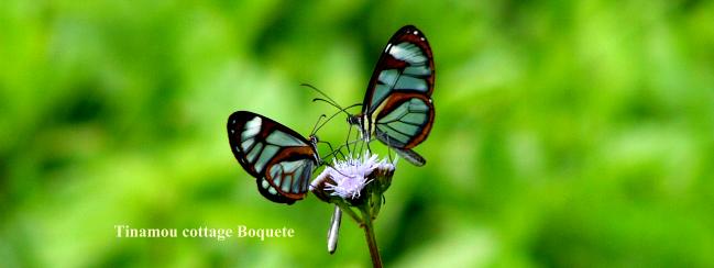 Glas butterfly