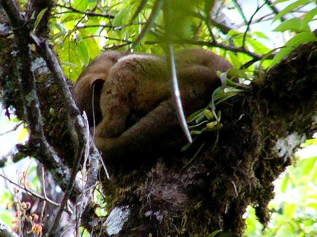 The Kinkajou lives here !