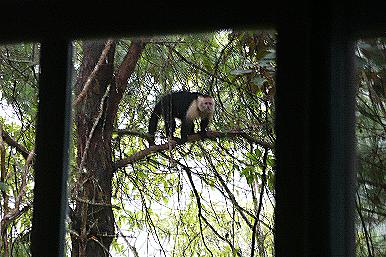 Monky in front of the Cottage