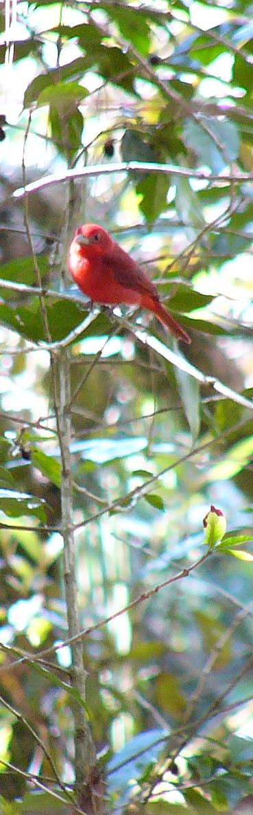 Summer Tanager