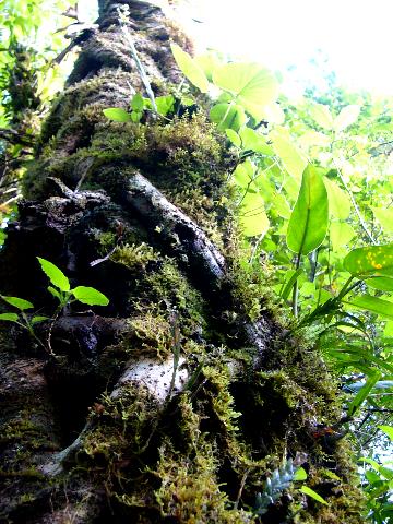 Tree in trouble