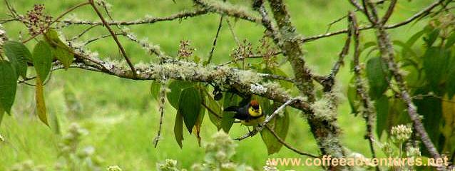 Collared, Redstart Boquete, Panama