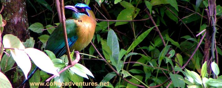 Motmot on the private reserve of Tinamou Cottage Boquete Panama