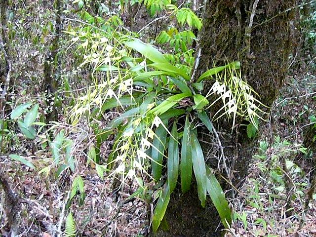 One of the many orchids blooming in Summer time