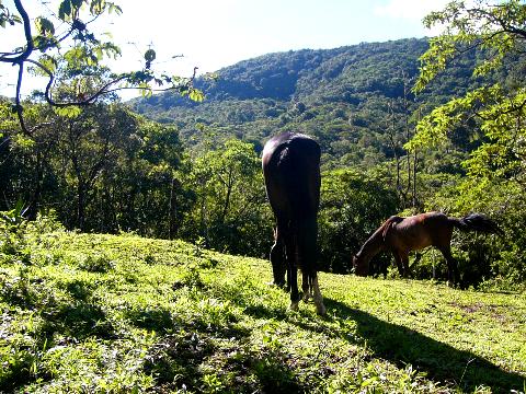 Horses in pasture