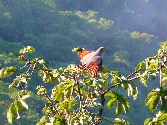 roadside Hawk 