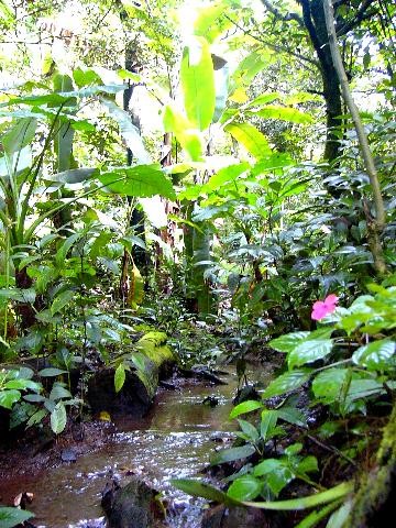 Stream next to little Tinamou