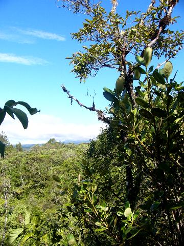 View offer the estate from the motmot trail