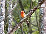 Flame collared Tanager forest of Jaramillo Boquete Panama