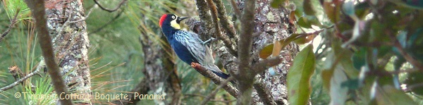 Acorn woodpecker